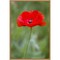 Red Poppy Flower by Richard & Susan Day Danita Delimont 16-in. W x 23-in. H. Canvas Wall Art Print Framed in Natural